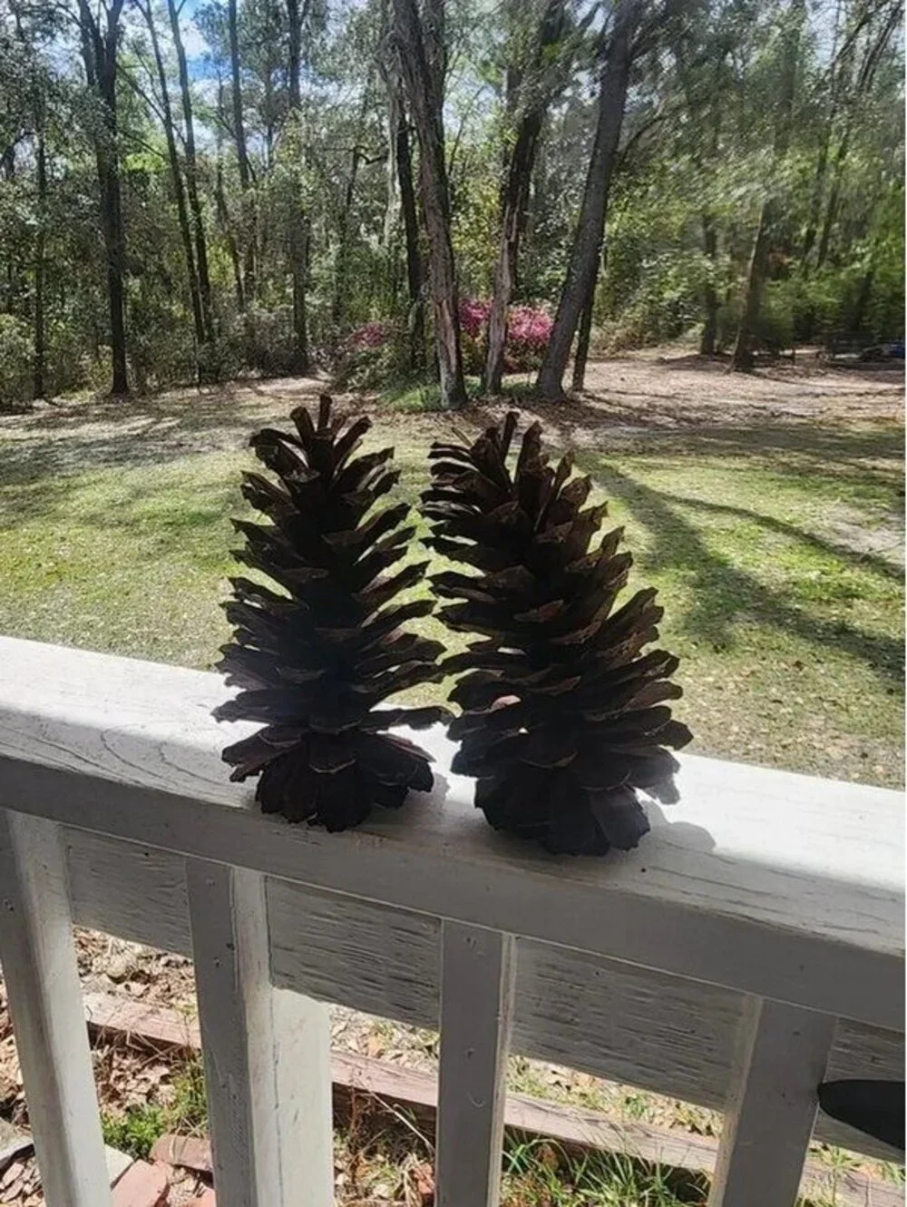 Large Natural North Florida Pinecones (box full)